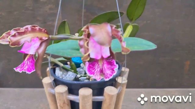 💜DESENVOLVIMENTO DA FLORAÇÃO DA MINHA CATTLEYA SCHILLERIANA TIPO E FOTOS DE COMO ERA MEU ORQUIDÁRIO смотреть онлайн