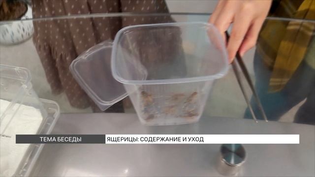 Ящерицы дома: содержание и уход смотреть онлайн