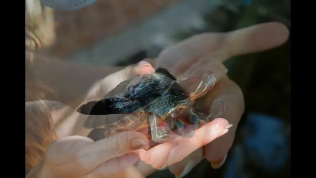 Шри Ланка смотреть онлайн