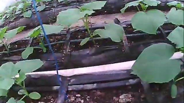 огурец ленара неделя после высадки рассады смотреть онлайн