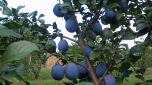 Поздний сорт сливы ХАГАНТА/ Обзор плодоношения на 07.08. и 14.09. 2022года