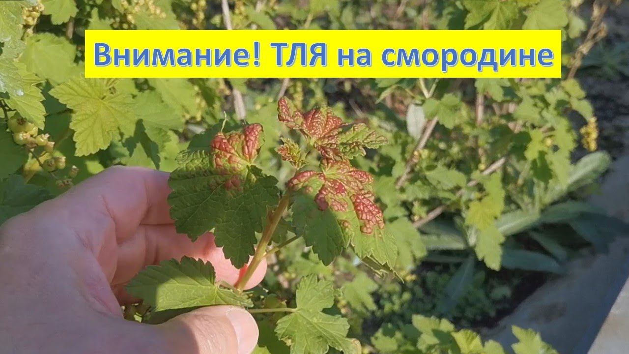 ‼️ Галловая тля на смородине ‼️ смотреть онлайн