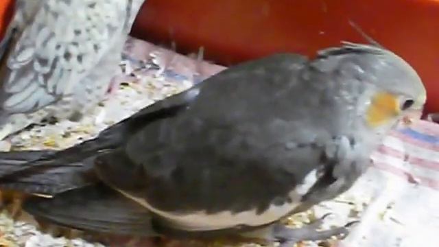 ПТЕНЦАМ ПОПУГАЯ КОРЕЛЛЫ ИСПОЛНИЛСЯ МЕСЯЦ