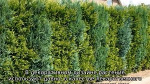 Чем отличается туя от можжевельника