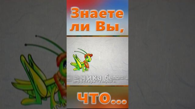 Знаете ли вы, Что? Рыба сарган. Кузнечик смотреть онлайн