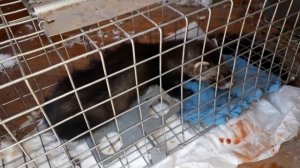 Хорек на приманку