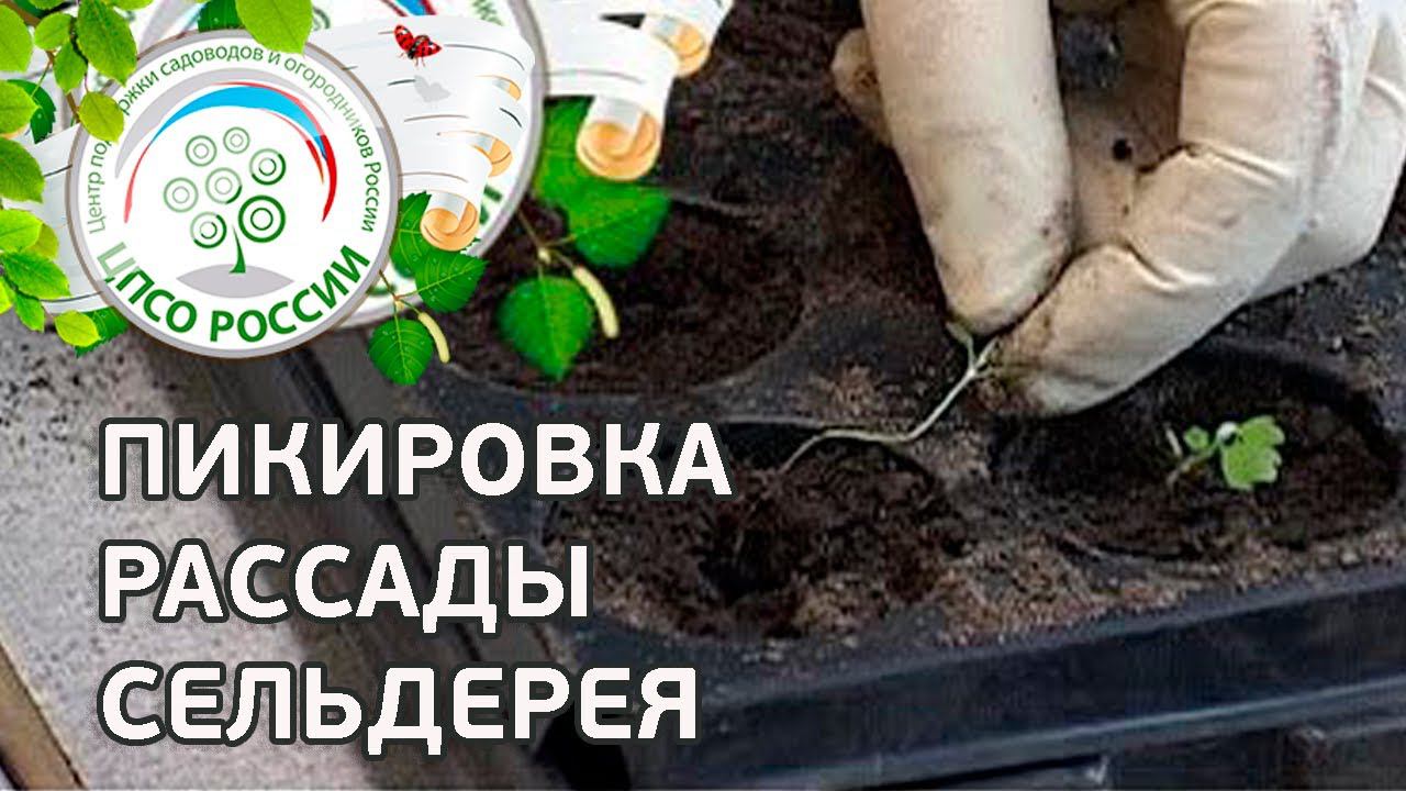 Как пикировать сельдерей. Пикировка сельдерея корневого. смотреть онлайн