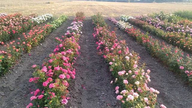 Видео на сайт