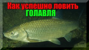 Как успешно ловить ГОЛАВЛЯ на спиннинг. Совет для начинающих спиннингистов.