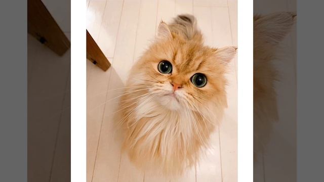 Картинки с котиками для поднятия настроения смотреть онлайн