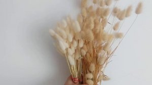 Отбеливание зайцехвоста (лагурус)