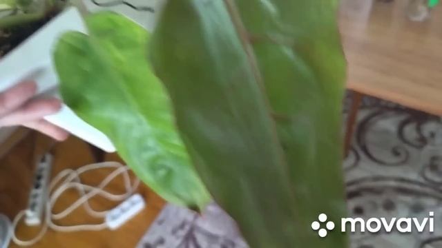 Комнатные растения на продажу 24 мая 2023 г. смотреть онлайн