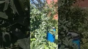 Желтая слива сорт Медовая