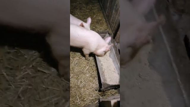 Сухое кормление свиней смотреть онлайн