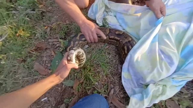 Wild Python capture and Release смотреть онлайн