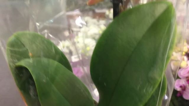 Завоз орхидей в Оби 01. 02. 2019 г. Уценка от 78 руб... Паф, Онцидиумы, Дендробиумы, Фаленопсисы.. смотреть онлайн