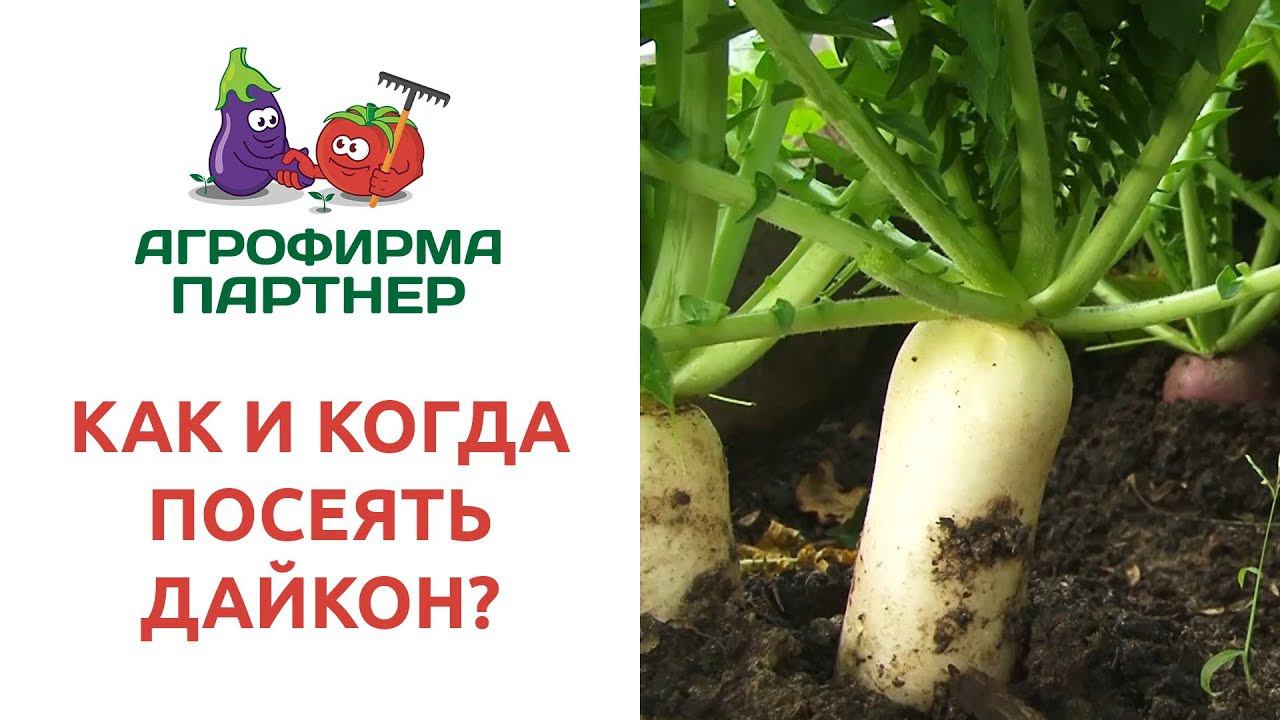 Семена Партнер