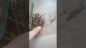 Сирень Мейера Палибин, нарезка черенка