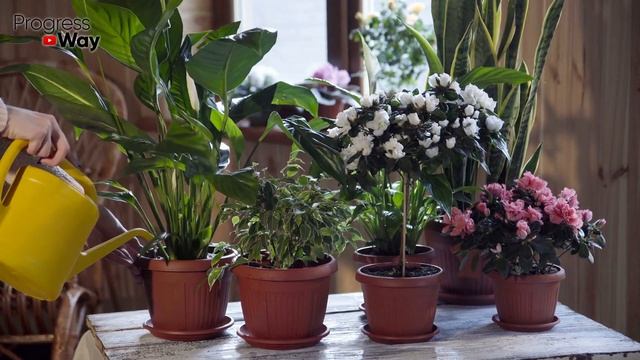 Жалею, Ну Почему Я Раньше Так Не Делал! После Даже Дохлый Цветок Оживает и Пышно Зацветает!