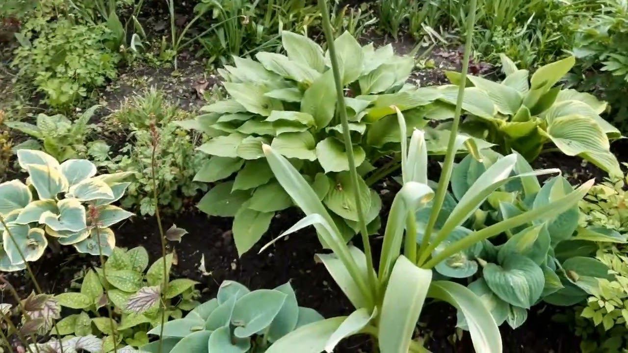 Стахановские будни в Саду на трех холмах смотреть онлайн