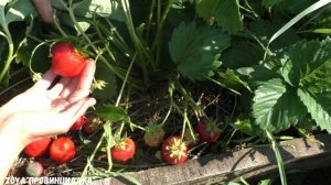 Крупноплодная земляника (клубника). Сорт ПОЛКА (ПОЛЬКА)/ Обзор-Отзыв/ #клубника #strawberry #огород