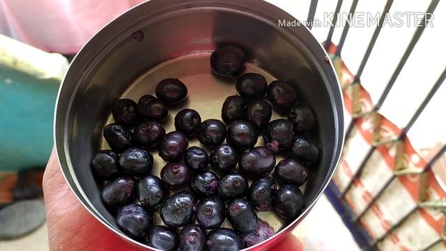 INDIAN Nagapazham tree & it's benifits, Jamun tree, syzygium cumini смотреть онлайн