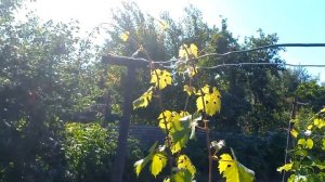 Виноград третий год после посадки. Рост. Гроздья. Доделал шпалеры