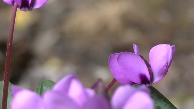 ПОЧТИ МАКРО)))А ВОТ НА ЧЁМ СИДИТ ЭТОТ ЦВЕТОКНЕ ПОНЯТНО.mp4 смотреть онлайн