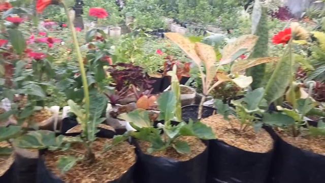 Hebras cantik di Cihideung atas. смотреть онлайн