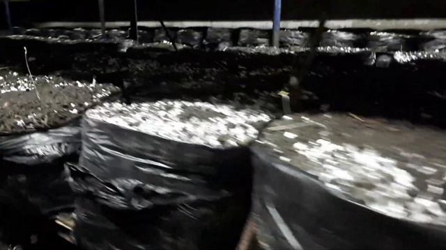 Мицелий Сантана как обычно подвела! смотреть онлайн