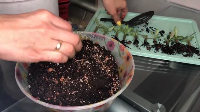 Адениум. Пересадка сеянцев адениума смотреть онлайн