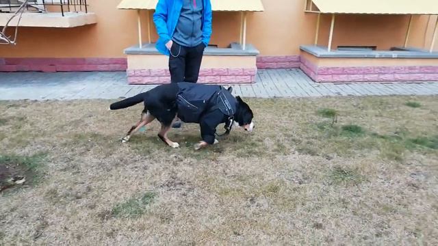 Третья прогулка после выписки из стационара смотреть онлайн