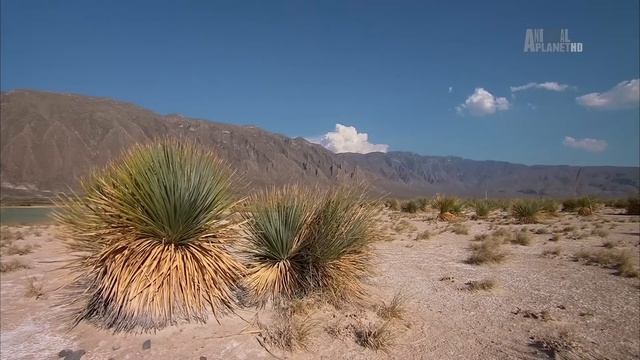 Неизведанная Мексика / Wild Mexico | HD | смотреть онлайн