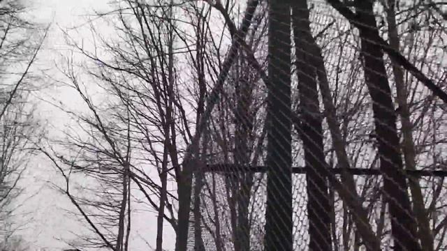 Зоопарк  Грифы, сипы, неясыти, полярная сова