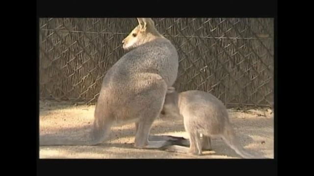 Notamacropus (Macropus) agilis - Кенгуру прудкий - Agile wallaby смотреть онлайн