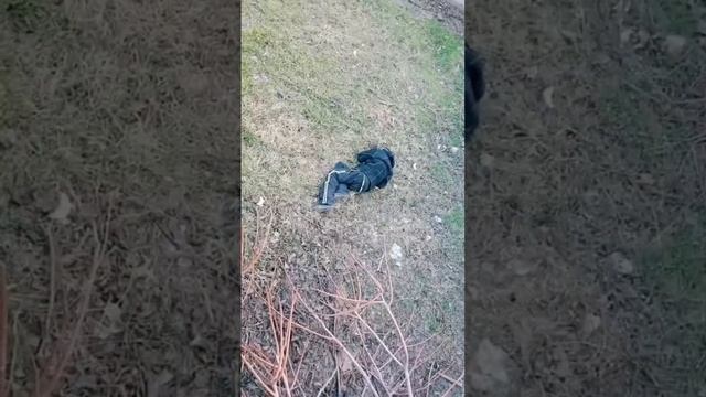 Камрад | Школа глазами школьника #школаглазамишкольника #глазамишкольника смотреть онлайн