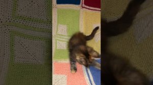котенок играется