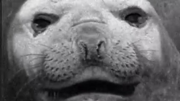 Братья по разуму (Animal Capers)