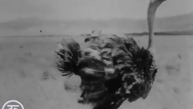 Зоология. Птицы (1973)