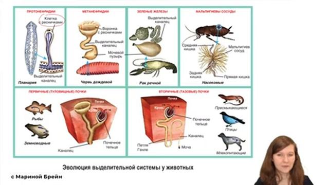 ЗООЛОГИЯ ВСЕ КАРТИНКИ В ЕГЭ
