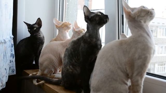 девон рекс.питомник Егоза. видит око, да зуб неймет))) смотреть онлайн