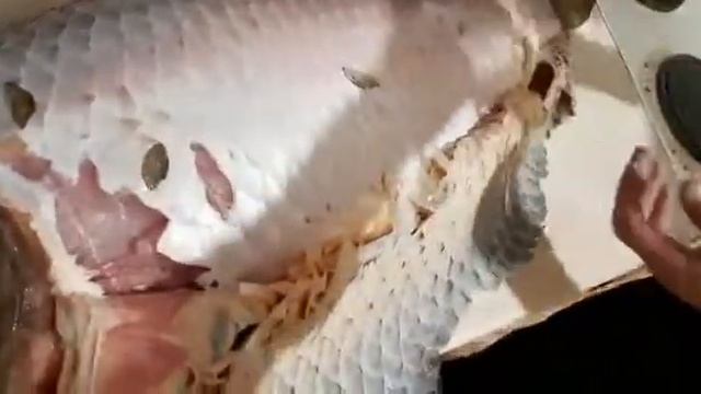 Снимаем шкуру с Сазана 12 кг смотреть онлайн