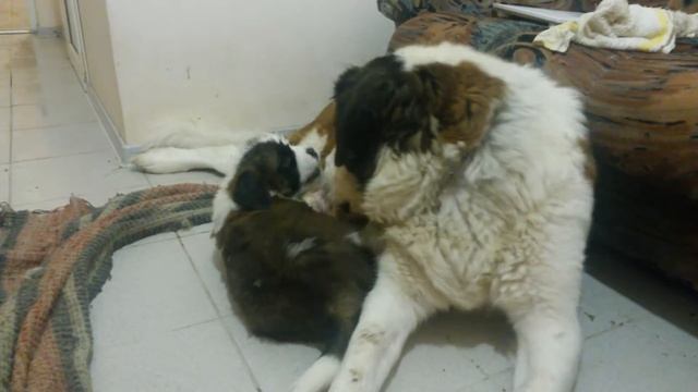 Щенки сенбернары с мамой смотреть онлайн