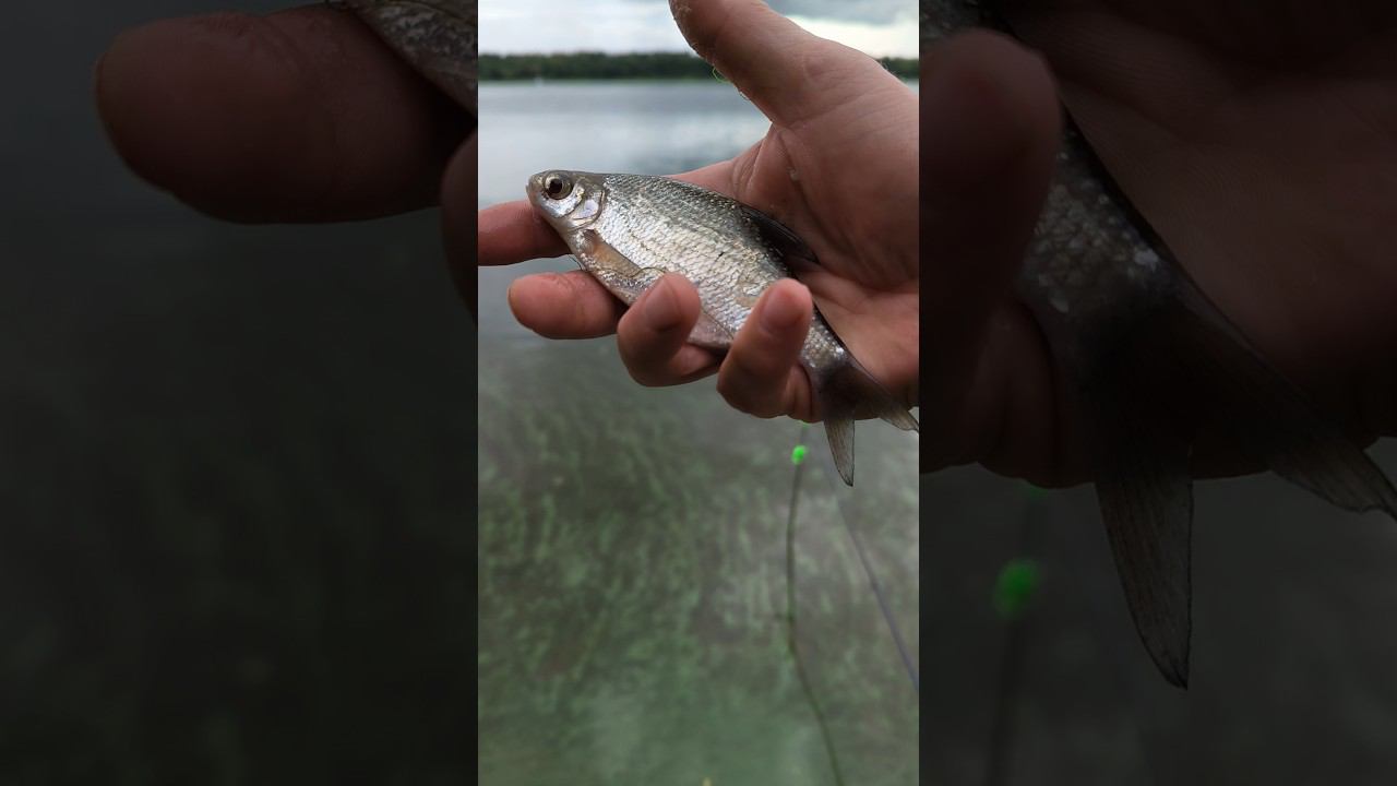 Рыбалка на фидер. Первая рыба есть))) #shortvideo #рыбалка #nature смотреть онлайн