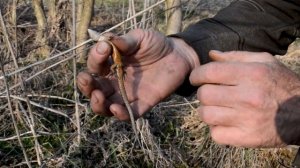 ЯЩЕРИЦА?ГДЕ ЯЩЕРИЦЫ ЗИМУЮТ ? Спасаем ЖИВОРОДЯЩИХ ЯЩЕРИЦ от ЛОПАТЫ