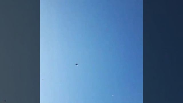 Иранские бойные игровые Голуби  #Togki  #tauben #pigeons