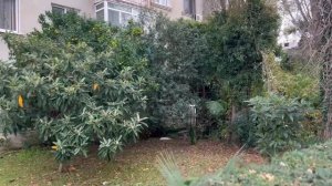 Абхазия | Гагра