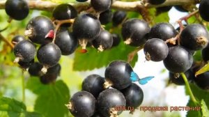 Смородина черная Ядреная (ribes nigrum iadrenaia) ? обзор: как сажать, саженцы смородины Ядреная