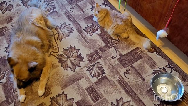 28 октября 2022 г. Рыжие друзья 🐈🐕 смотреть онлайн