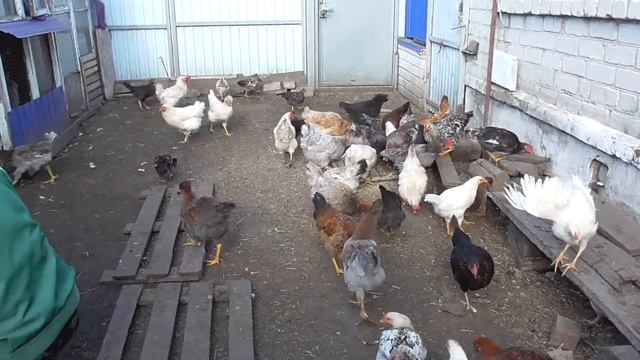 ЛПХ КОРМЛЕНИЕ КУР И ОСМОТР. смотреть онлайн